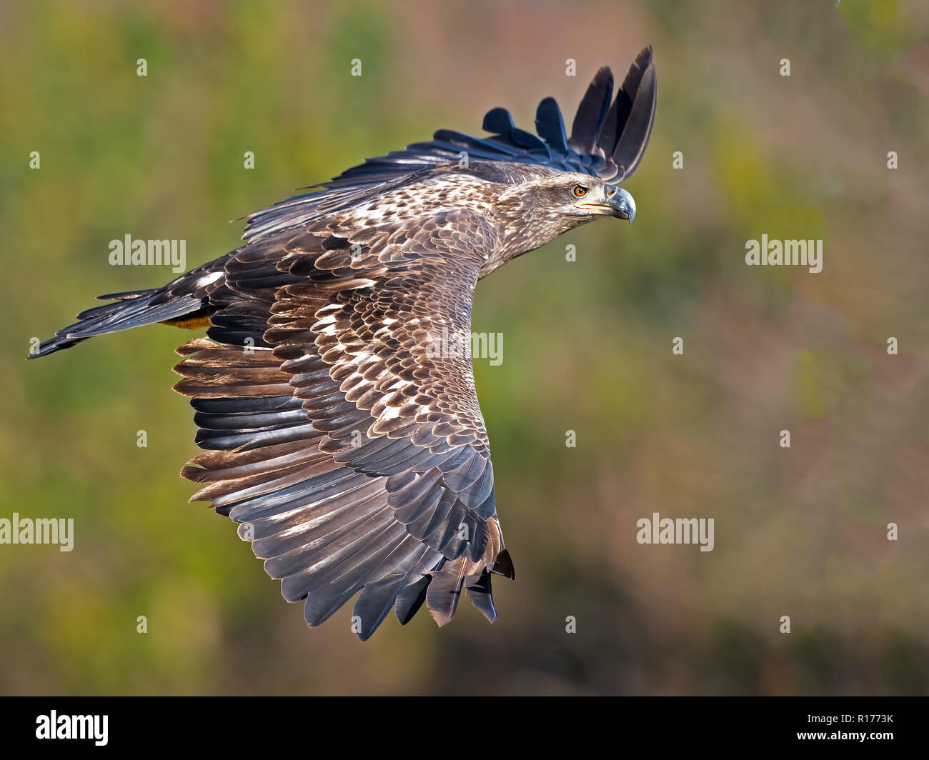 Juvenile Bald Eagle in Flight Stock Photo - Alamy