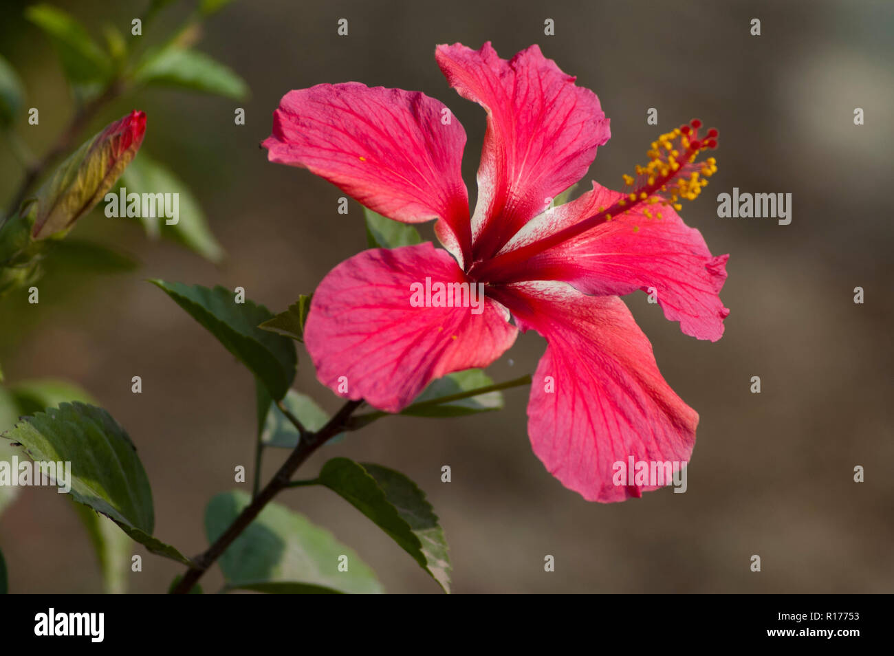 Chinese hibiscus also known as Jaba, China Rose, Hibiscus rosa-sinensis. Bangladesh. Stock Photo