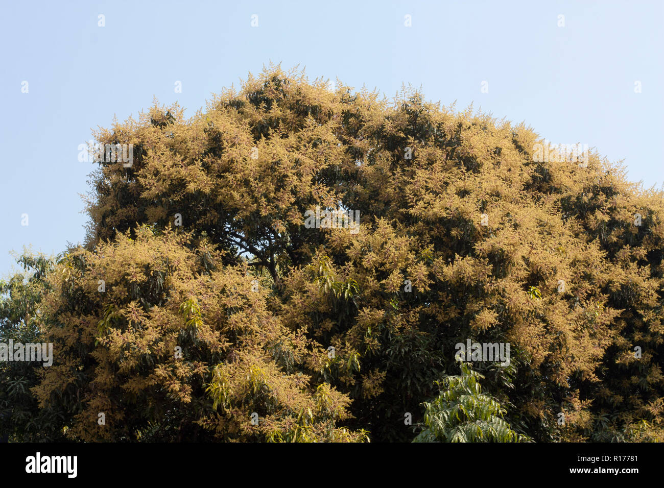 https://c8.alamy.com/comp/R17781/blossom-of-mango-tree-bangladesh-R17781.jpg