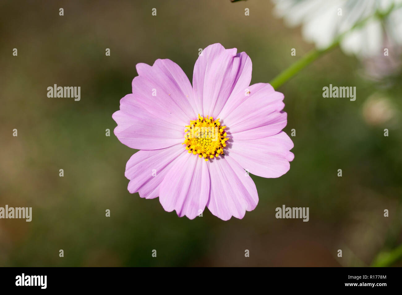 Mexican aster cosmos bipinnatus hi-res stock photography and images - Alamy