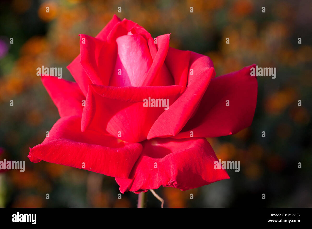 Rose also known as Golap, Gulab Rosa. Bangladesh. Stock Photo