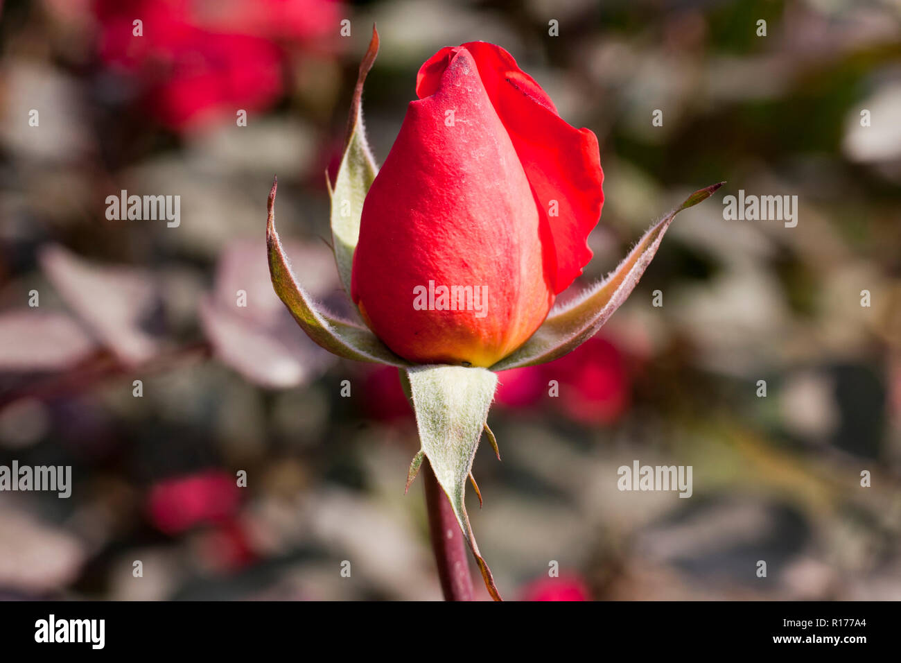 Rose also known as Golap, Gulab Rosa. Bangladesh. Stock Photo