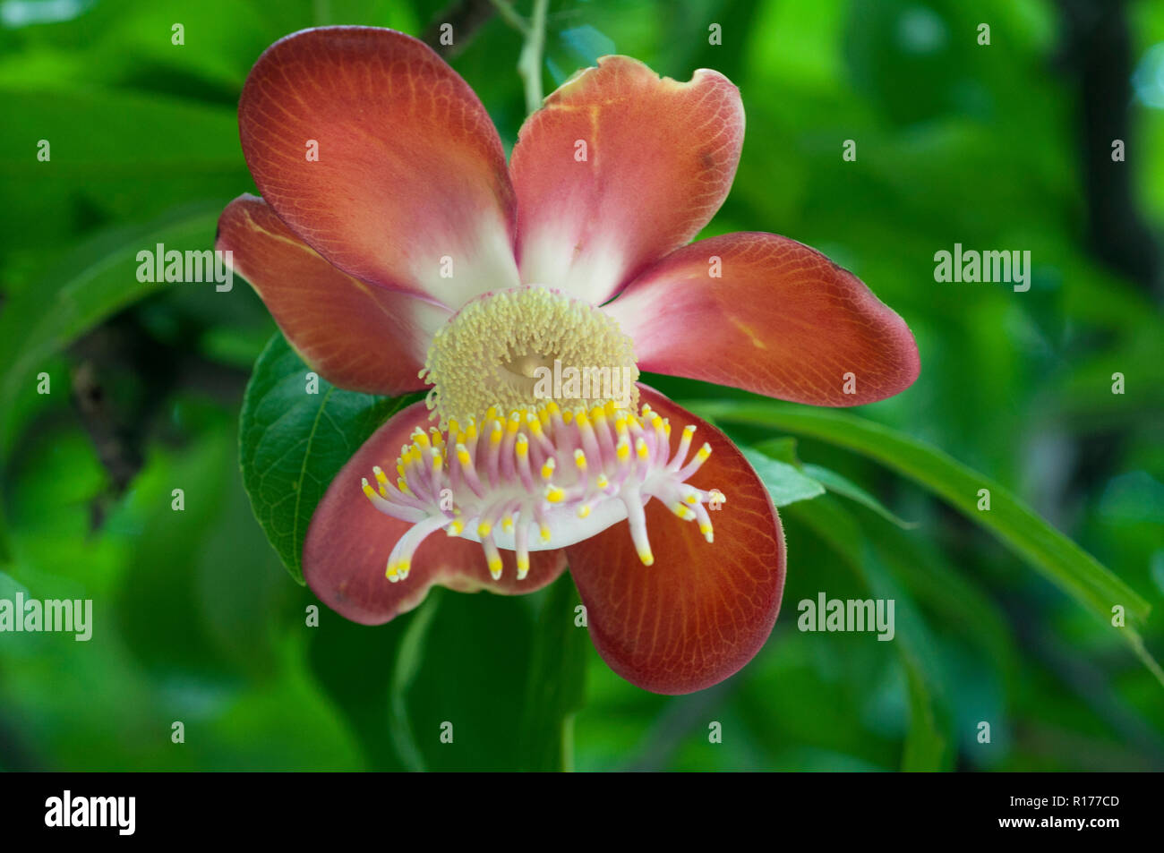 Cannonball flower also known as Nagalingam, Kaman gola, Couroupita guianensis. Bangladesh. Stock Photo