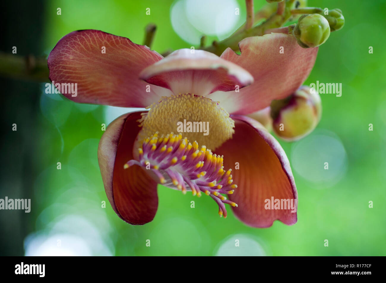 Cannonball flower also known as Nagalingam, Kaman gola, Couroupita guianensis. Bangladesh. Stock Photo