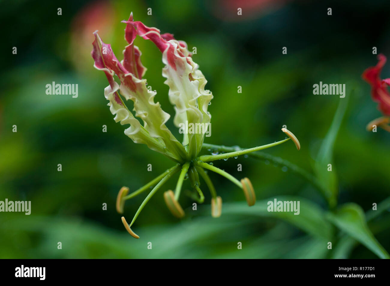 Glory Lily also known as Gloriosa lily, Tiger claw, claw, Bishalanguli, Ulatchandal, Gloriosa superba. Bangladesh. Stock Photo