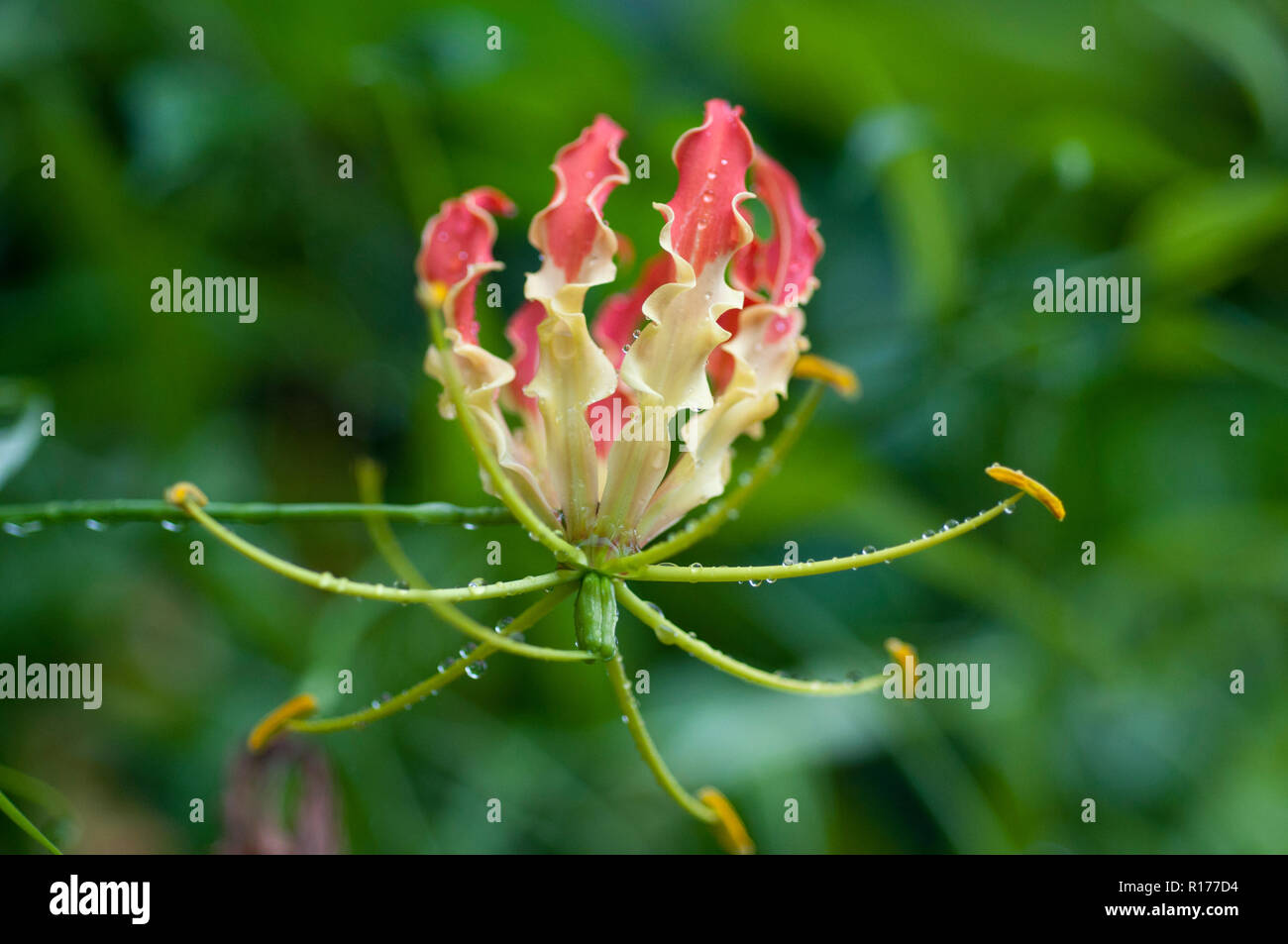 Glory Lily also known as Gloriosa lily, Tiger claw, claw, Bishalanguli, Ulatchandal, Gloriosa superba. Bangladesh. Stock Photo