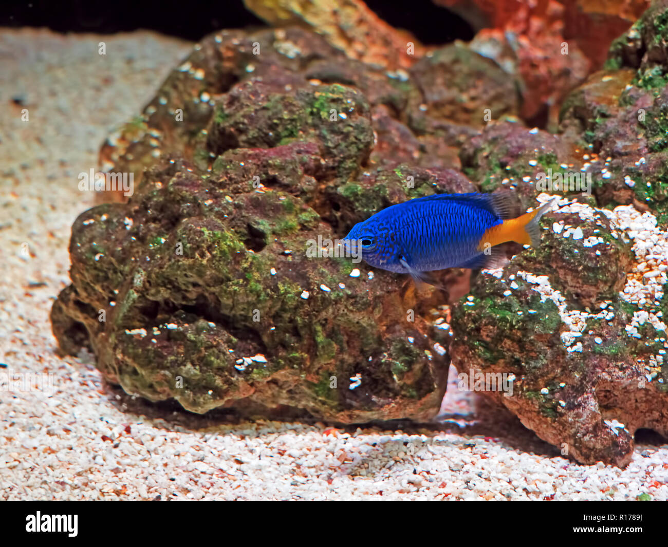 Closeup Beautiful Blue Orange Sea Fish Isolated on Nature Background Stock Photo