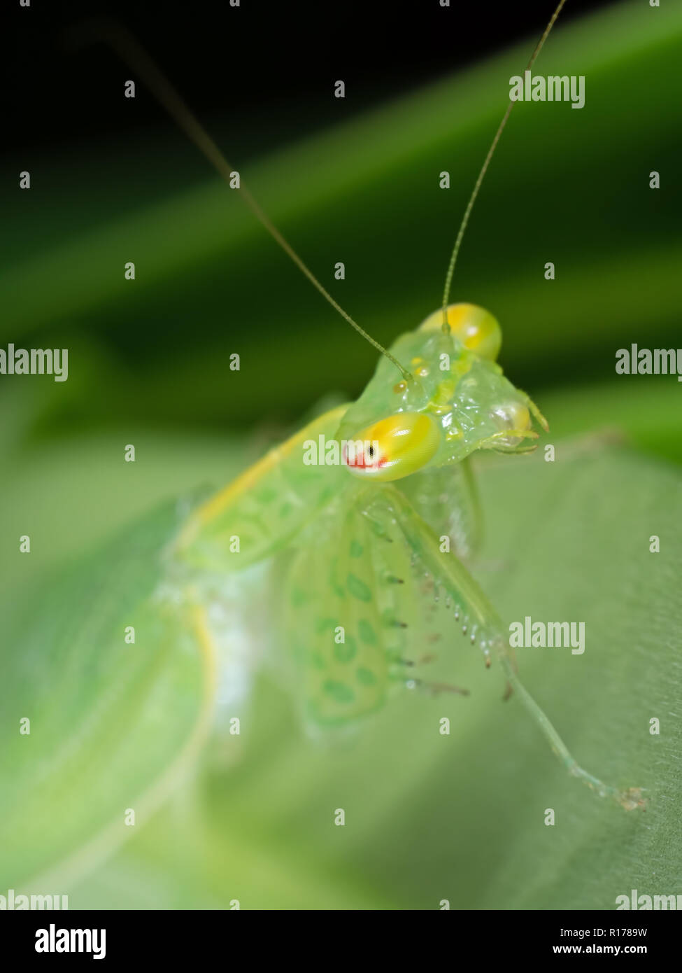 Macro Photography of Eye of Praying Mantis on Green Leaf Stock Photo