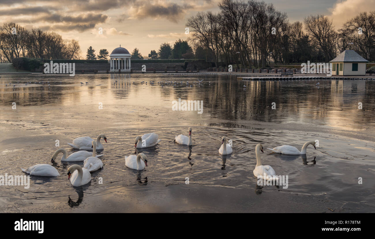 A group of swans in a park lake Stock Photo