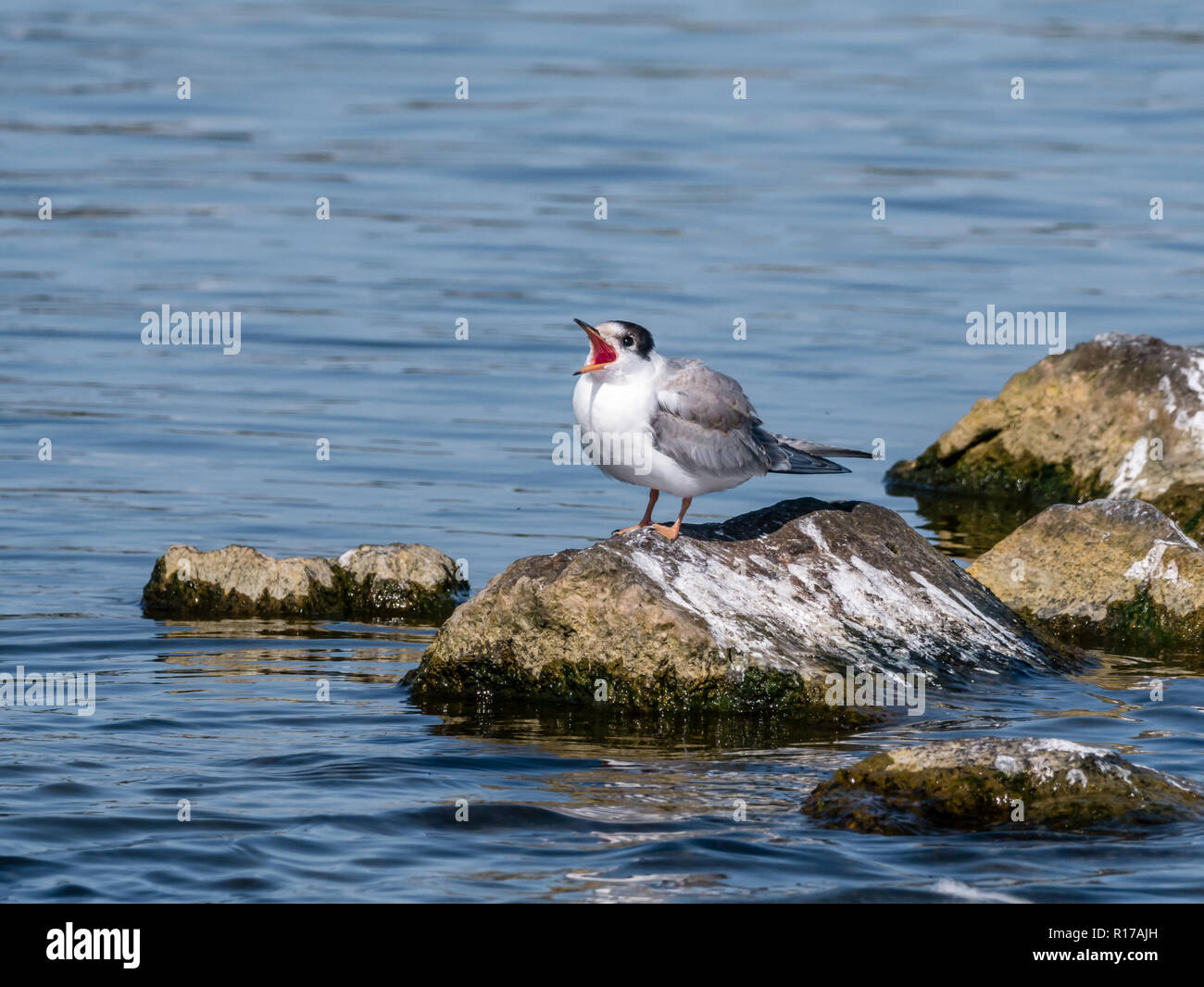 Common tern, Sterna hirundo, juvenile begging for food on rock in water, De Kreupel, Netherlands Stock Photo