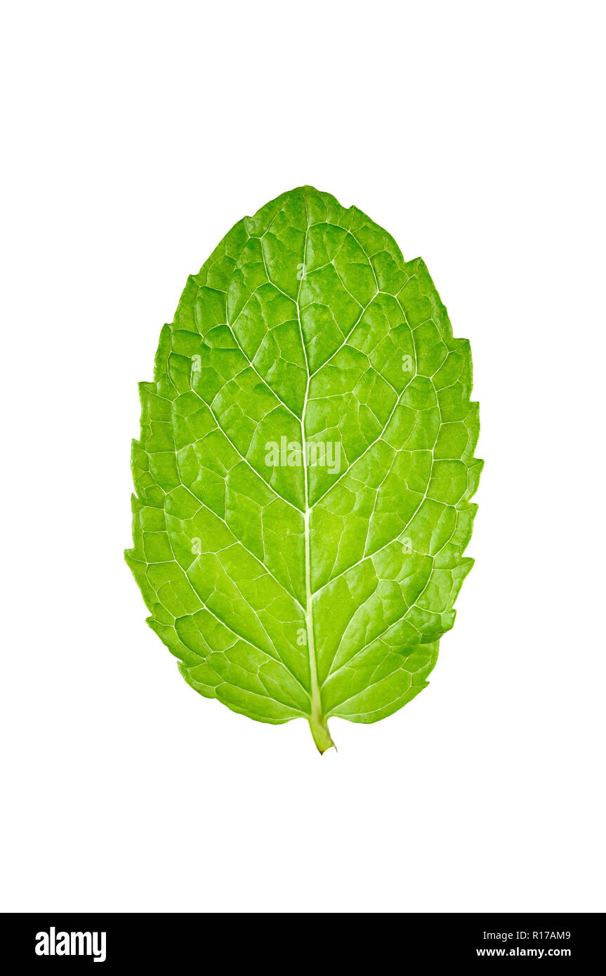 mint leaves and drug isolated on white background Stock Photo Alamy
