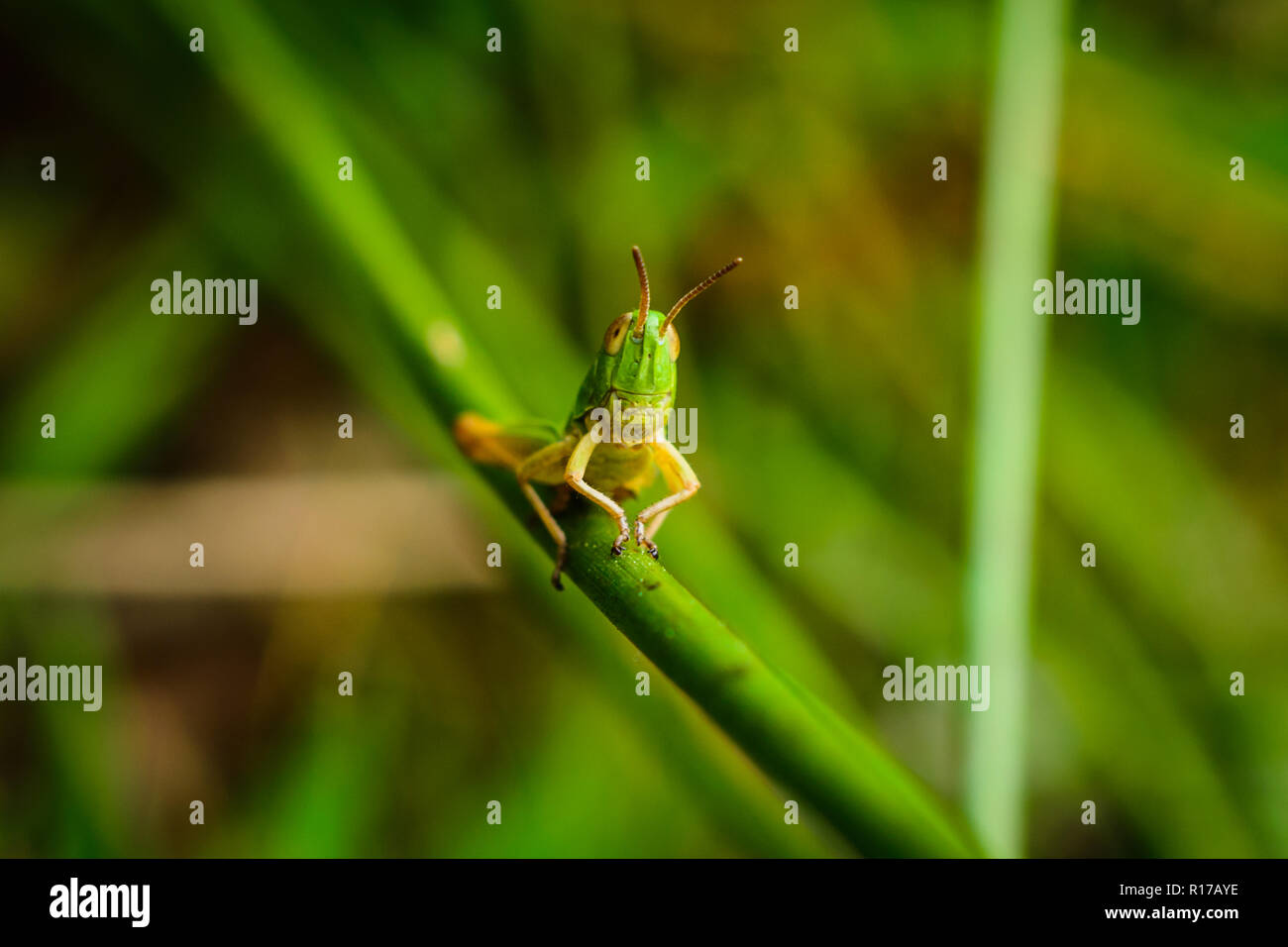 Green grasshopper on the grass blade. Stock Photo