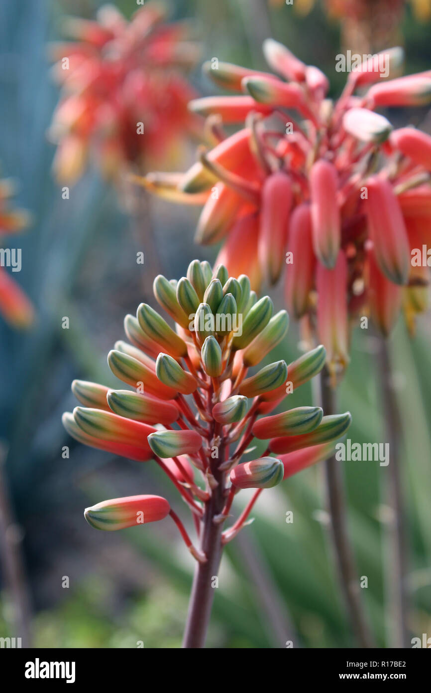 Close up of a flower stalk of an Aloe sheilae plant with tri-colored, orange, yellow and green buds, in the desert of Arizona, USA Stock Photo