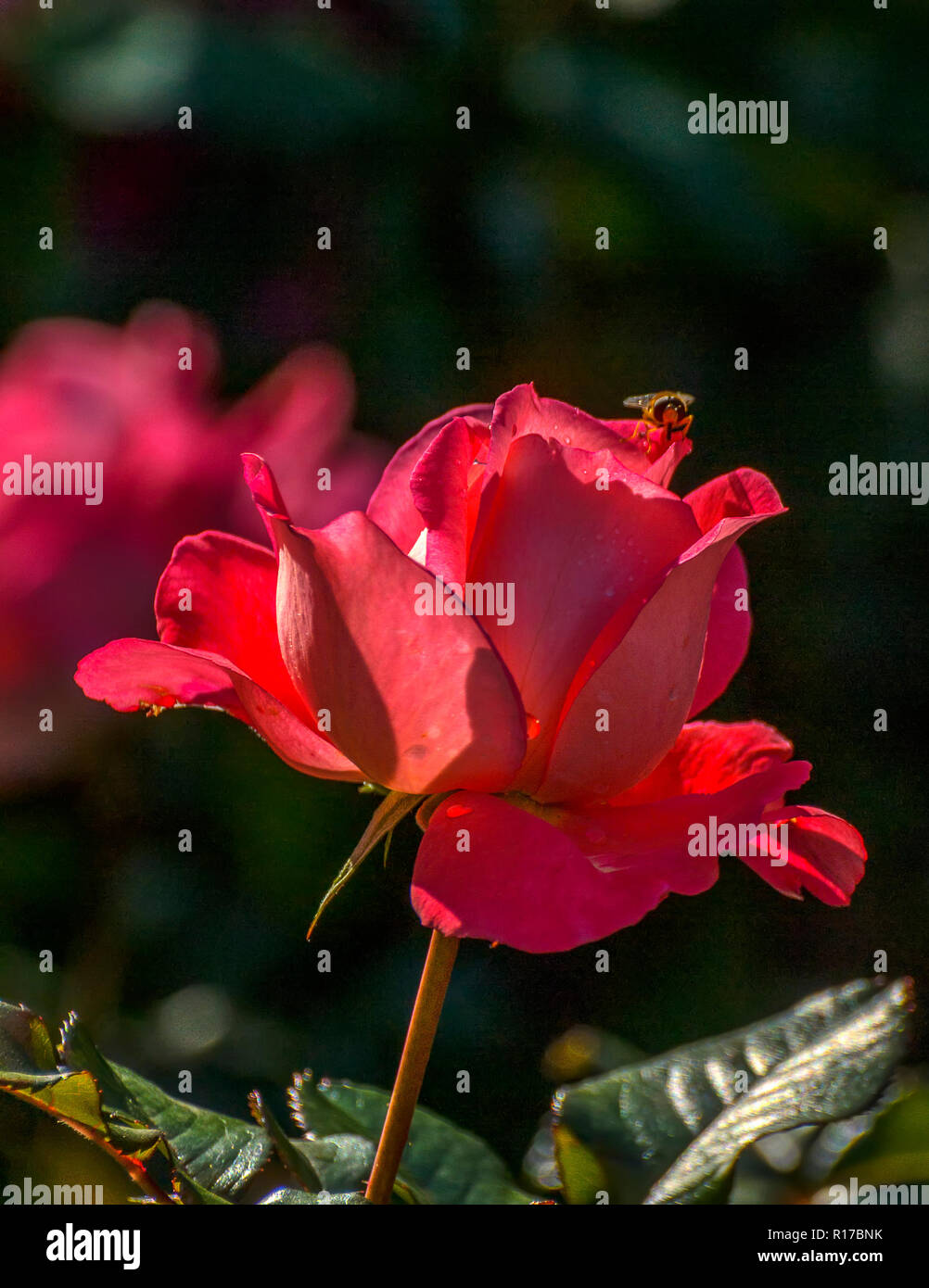 Beautiful roses in a flower bed in the Mikhailovsky garden. Autumn, the