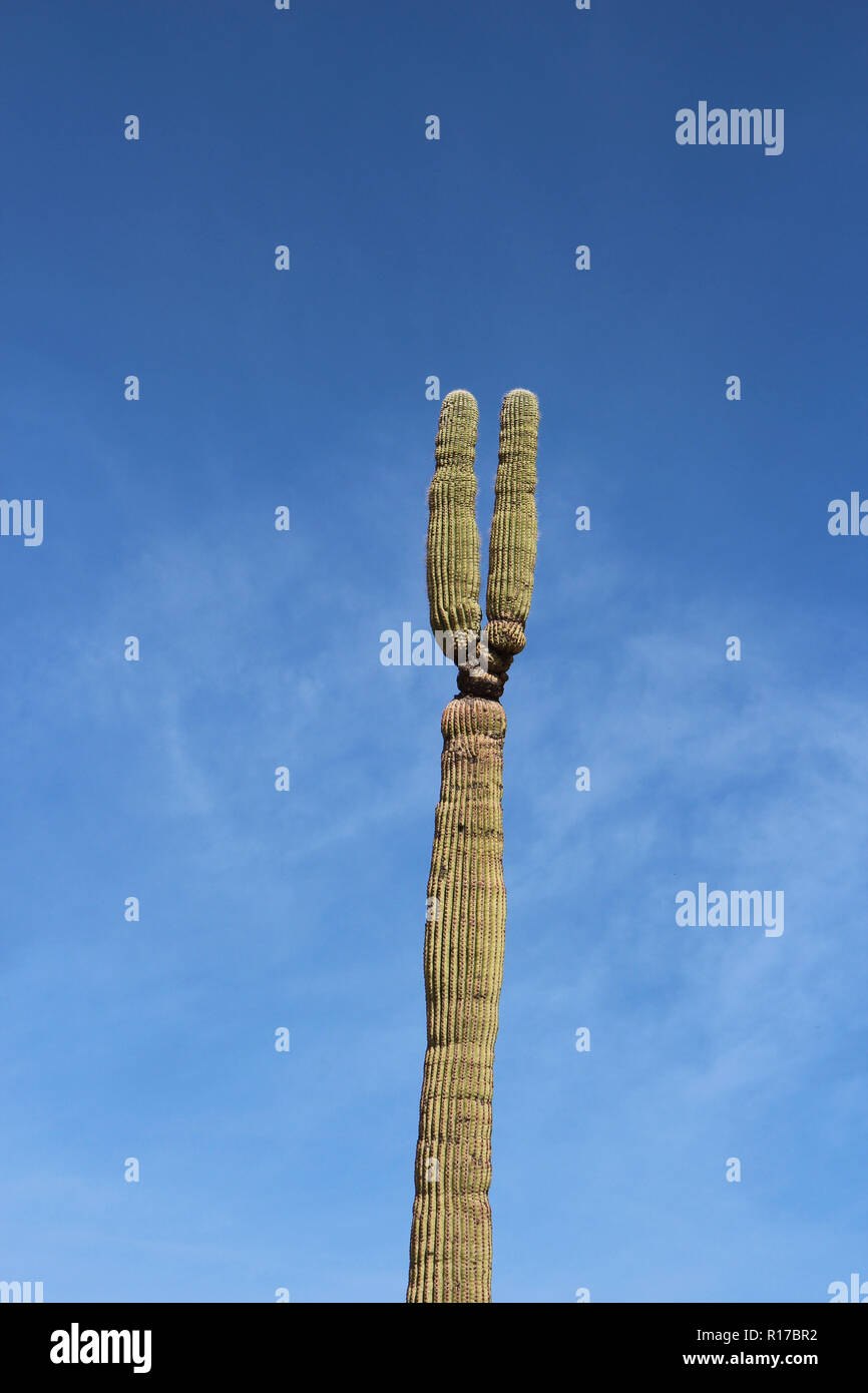 Saguaro cactus tuscon mountain hi-res stock photography and images - Alamy