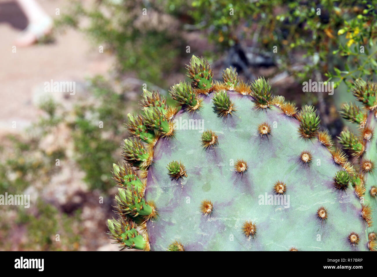 prickly pear cactus flower buds