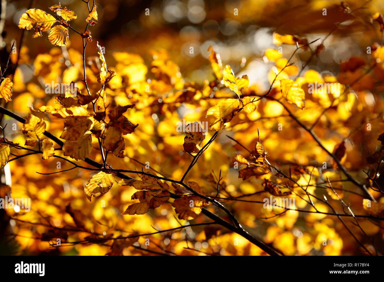 Beech leaves in November in afternoon sunlight. Dorset England UK GB Stock Photo