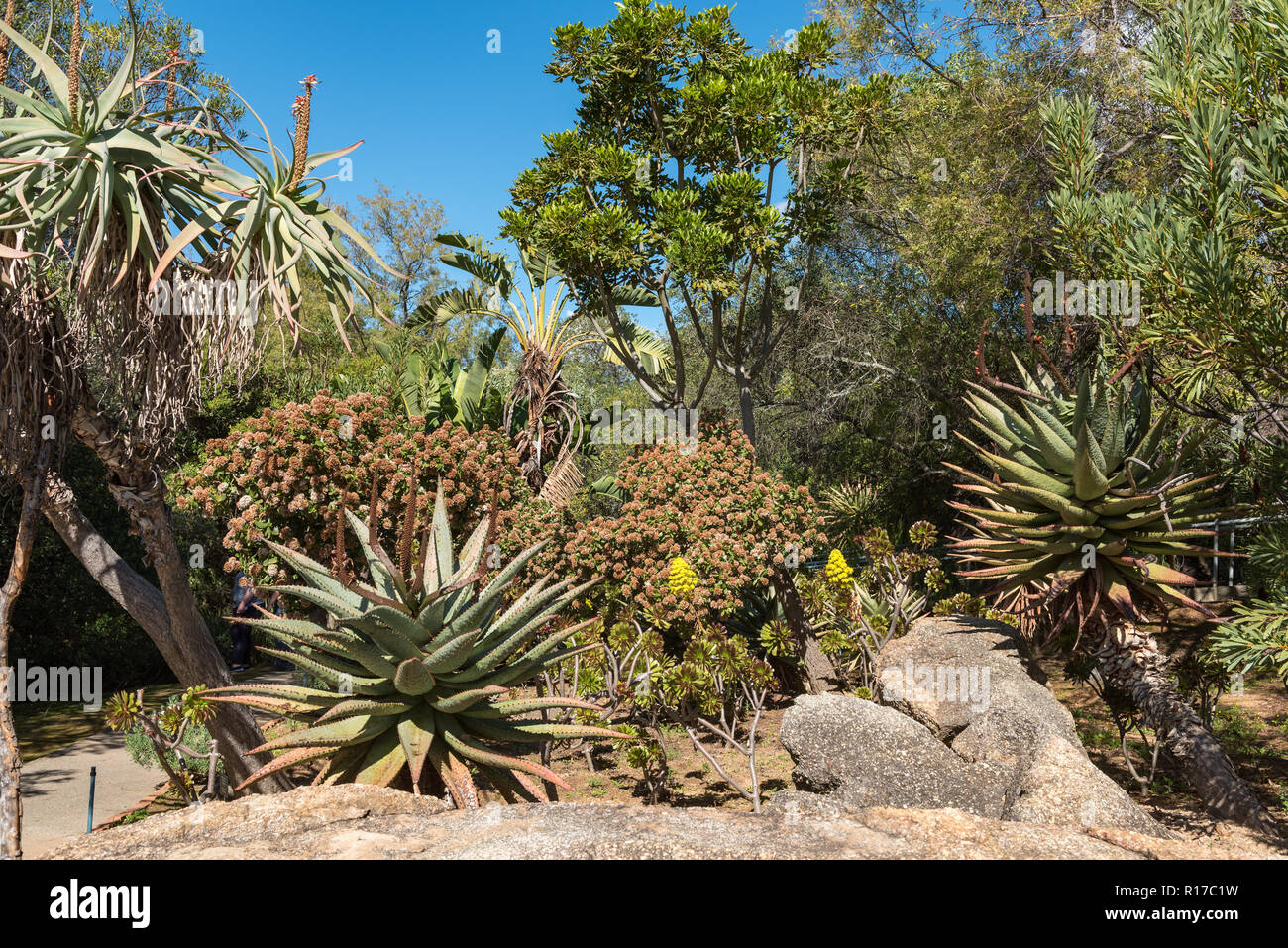 An indigenous garden at the Afrikaans Language Monument at Paarl in the Western Cape Province. Aloes are visible Stock Photo