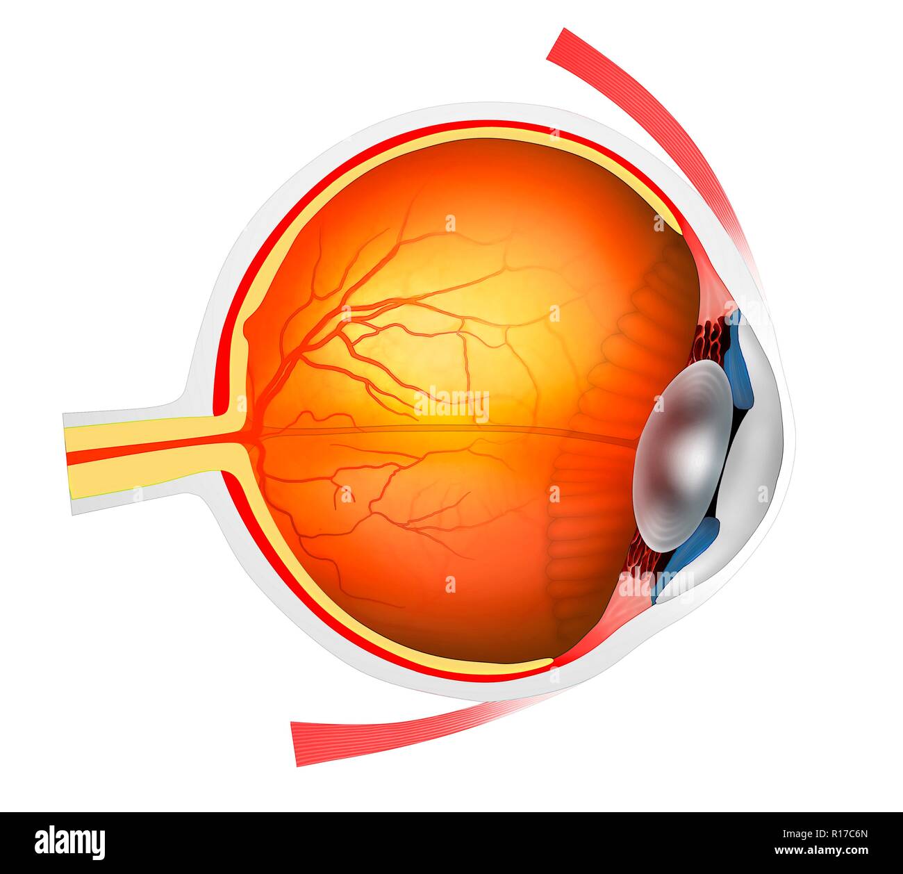 Eye anatomy. Cutaway illustration passing through a human eye, showing its internal anatomy and structure. The front of the eye is at right, and the s Stock Photo - Alamy Eye anatomy. Cutaway illustration passing through a human eye, showing its internal anatomy and structure. The front of the eye is at right, and the s Stock Photo - Alamy
