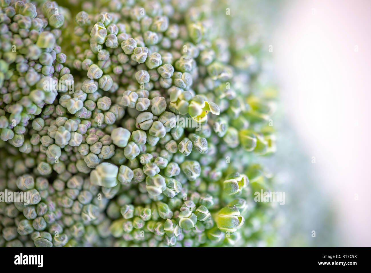 Macro details of a broccoli flowers Stock Photo - Alamy