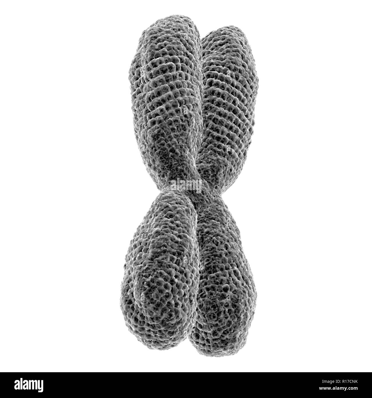 Close up of X chromosome on white background. 3D illustration Stock
