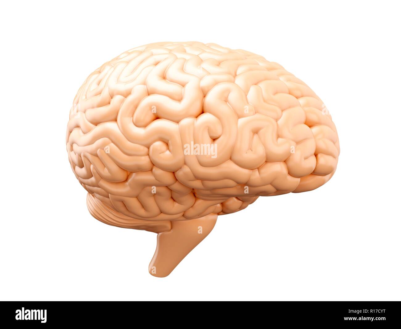 Human brain. 3D illustration isolated on white background Stock Photo ...