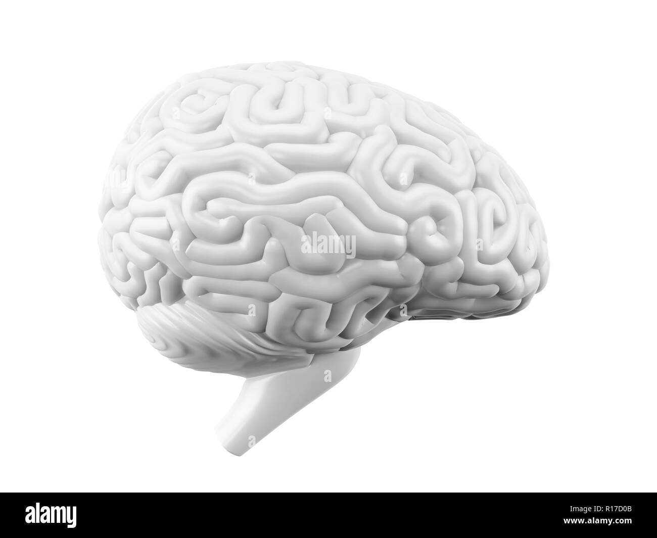 Human brain, white blank model, side view. 3D illustration Stock Photo