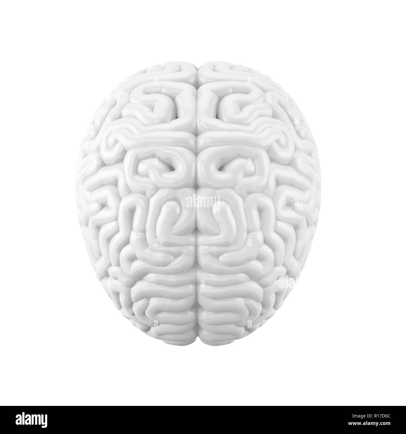 Human brain, white blank model, top view. 3D illustration. Stock Photo