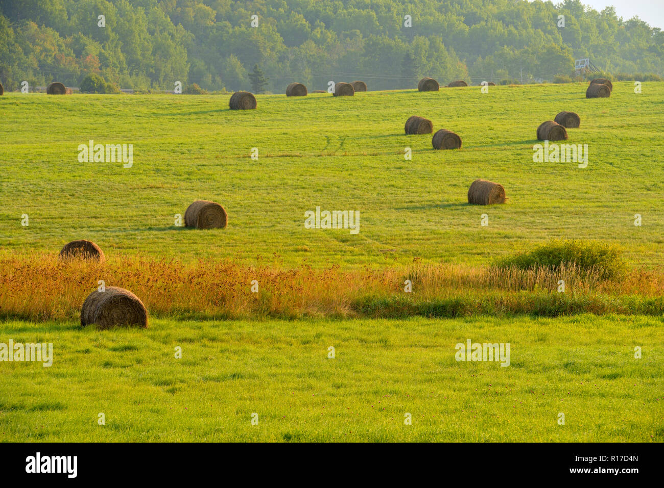 Hayrolls in a pasture, Greater Sudbury , Ontario, Canada Stock Photo