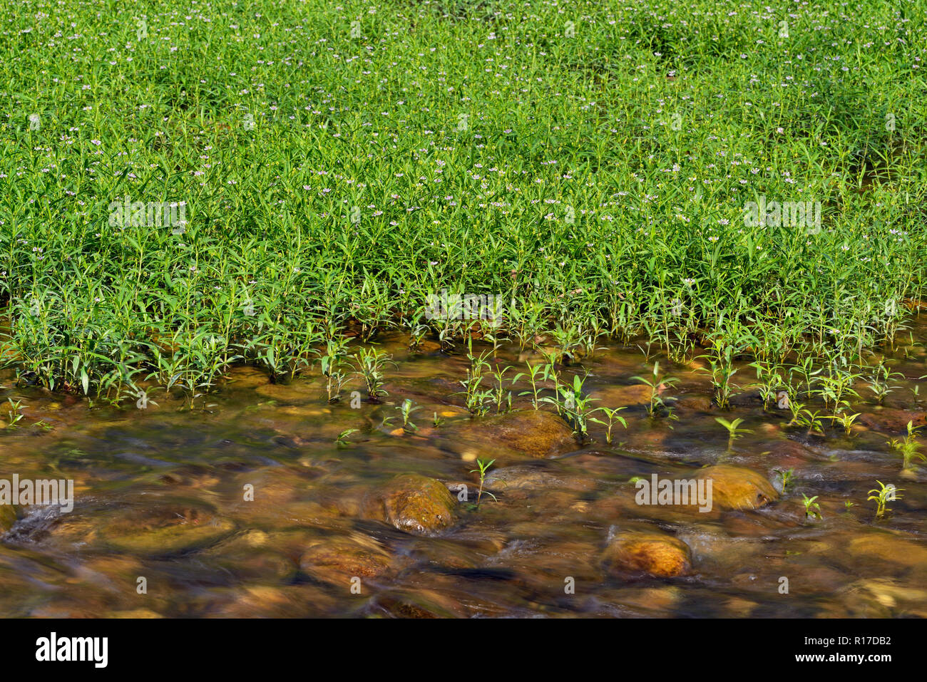 Buffalo National River during summer low water- details of river bottom ...
