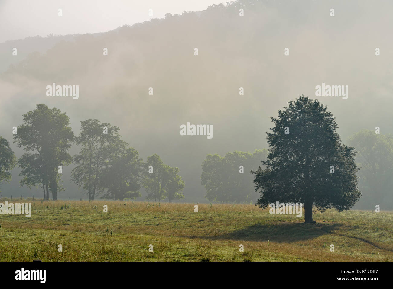 Morning mists in the Boxley Valley pastures at Ponca, Buffalo National River (Ponca Unit), Arkansas, USA Stock Photo
