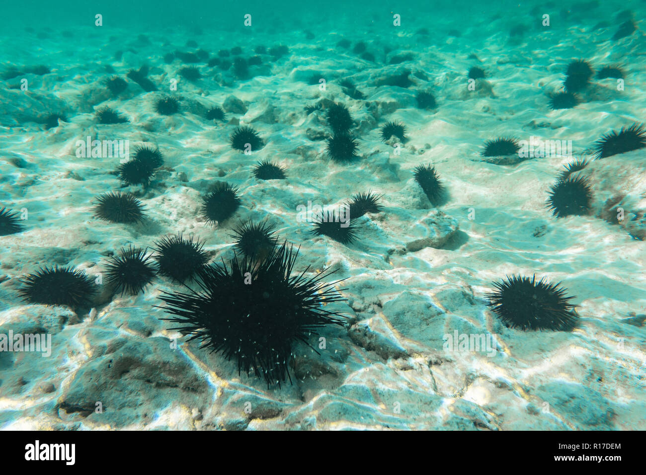 Underwater photography. Sea urchins. Zanzibar, Tanzania. Stock Photo