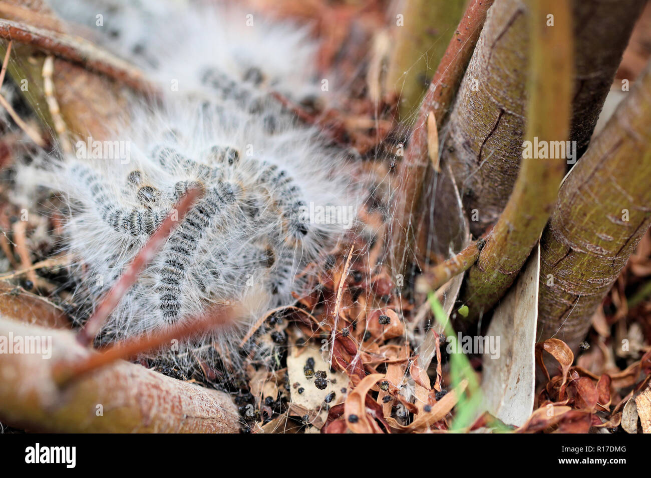 Australian caterpillars hires stock photography and images Alamy