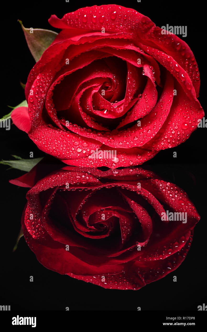 A closeup of a single red rose with water drops on it reflecting on a black  surface with mirror image Stock Photo - Alamy