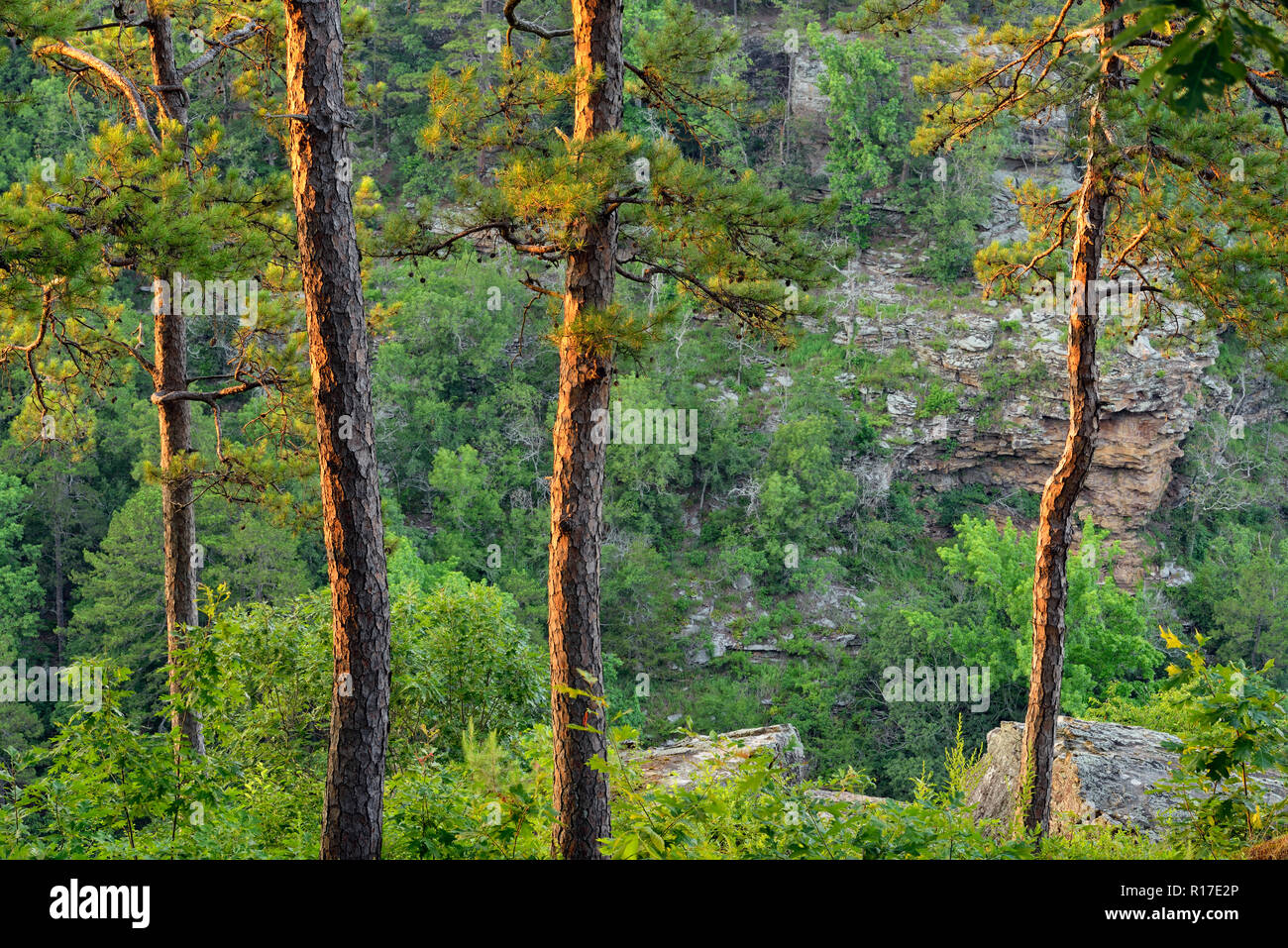 Arkansas Pine Trees High Resolution Stock Photography and Images Alamy