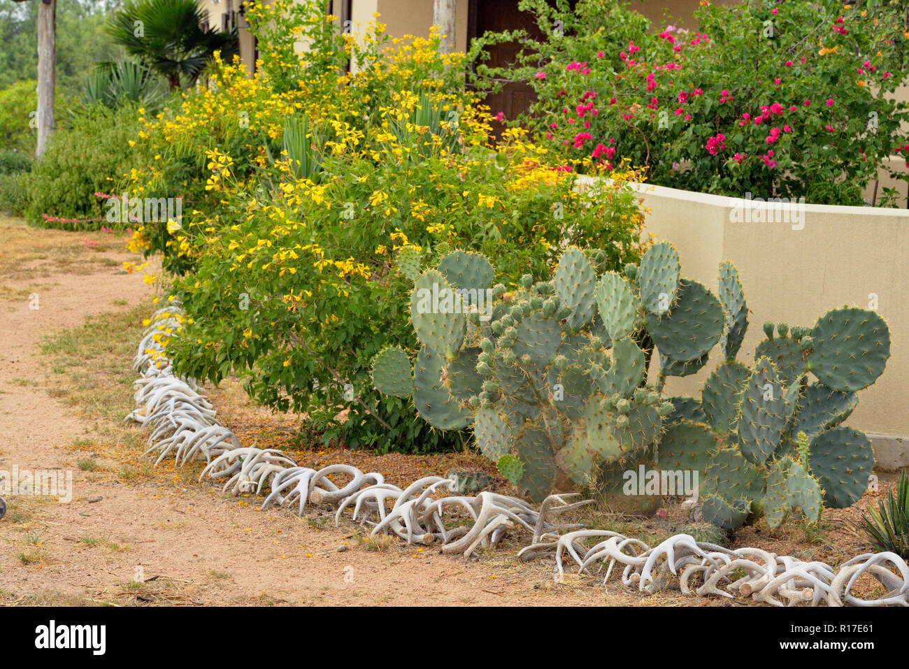 Desert landscaping around Campos Viejos Ranch, Rio Grande City, Texas, USA Stock Photo