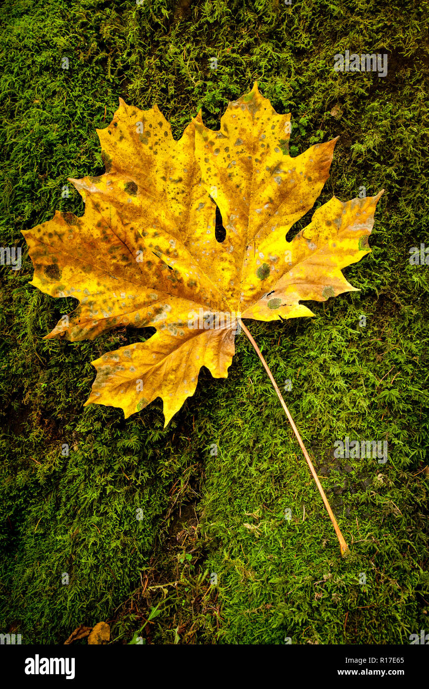 A single Big Leaf Maple leaf lying on green moss in the forest with