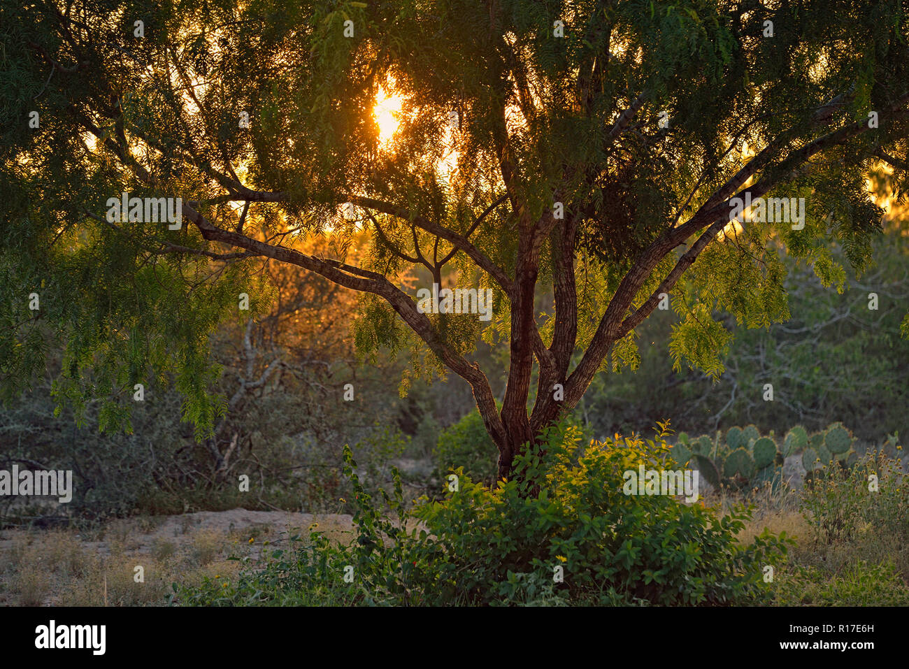 Mesquite trees, Rio Grande City, Texas, USA Stock Photo Alamy