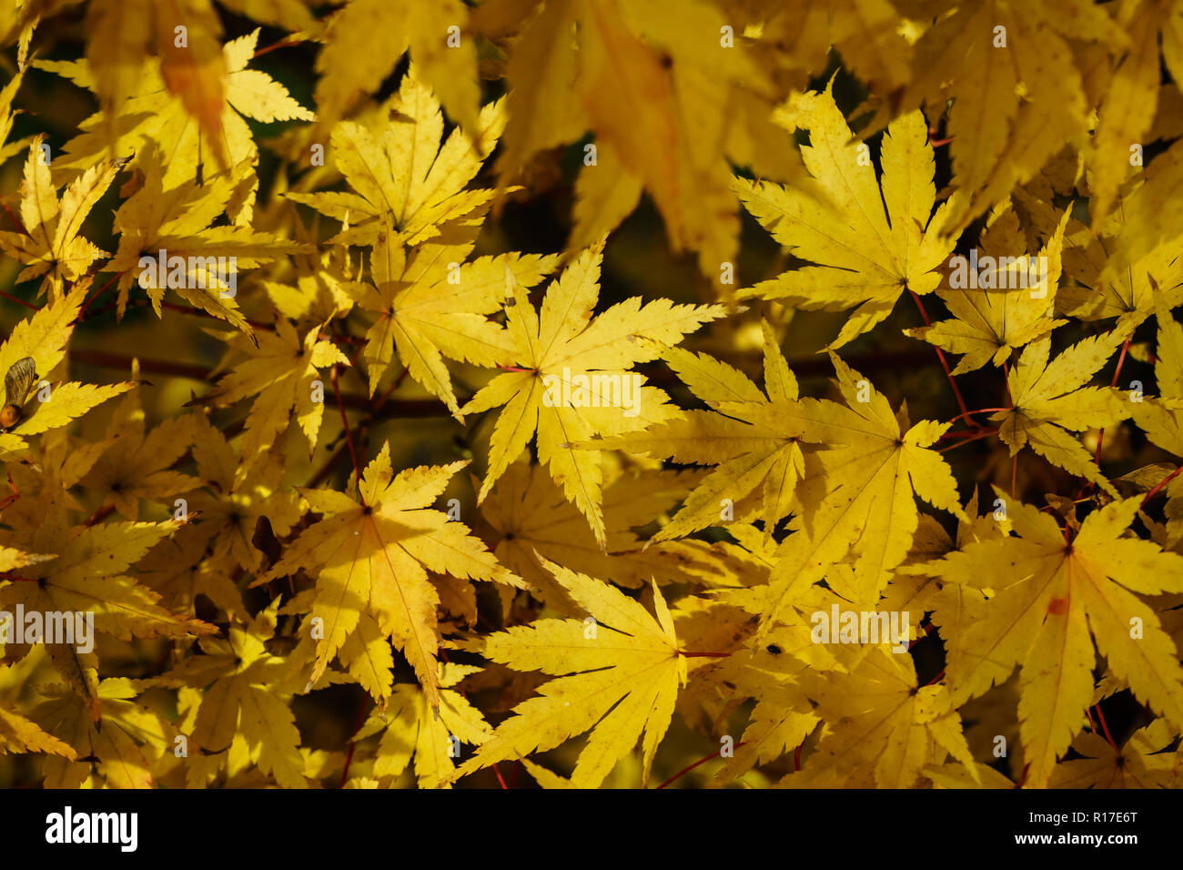 Fall Maple leaves Stock Photo