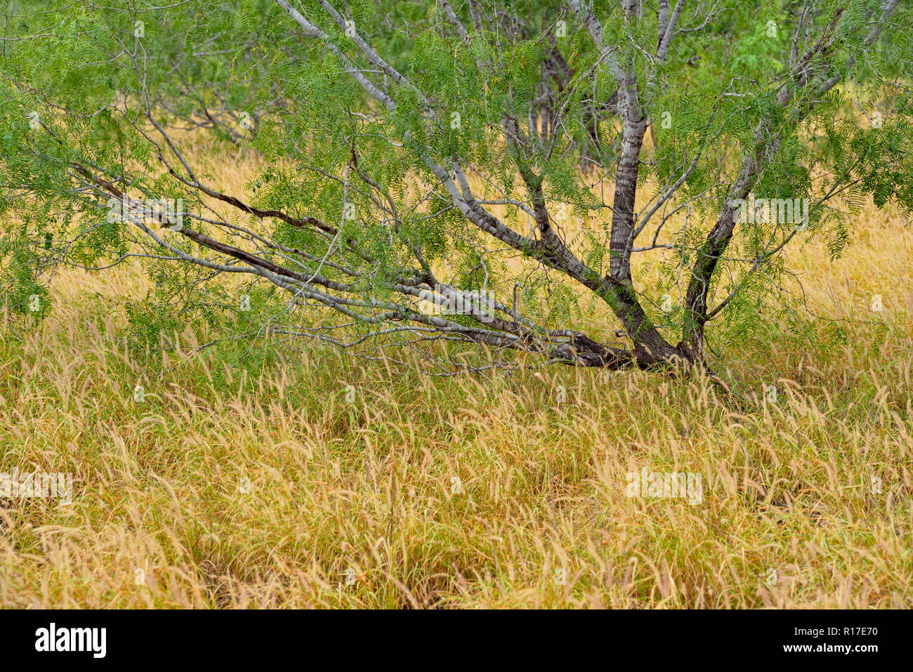 Mesquite trees, Rio Grande City, Texas, USA Stock Photo