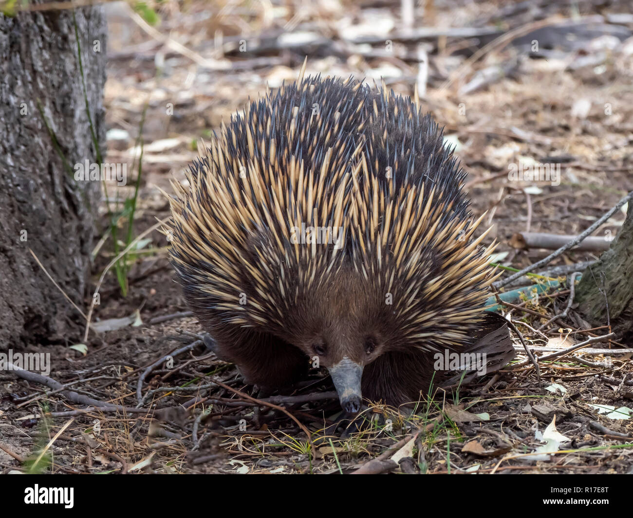 Short-beaked Echidna (Tachyglossus aculeatus) also known as a Spiny ...