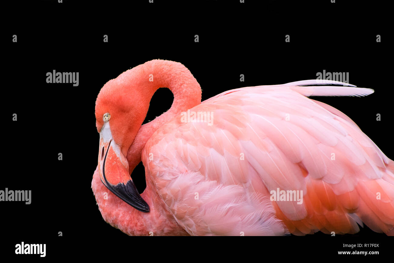 Flamingo isolated on Black Background 2 Stock Photo