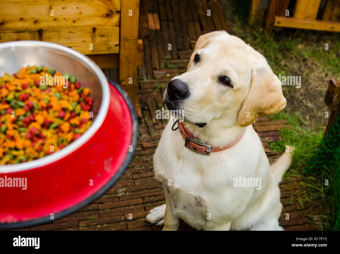 Labrador eating dog bowl hi res stock photography and images