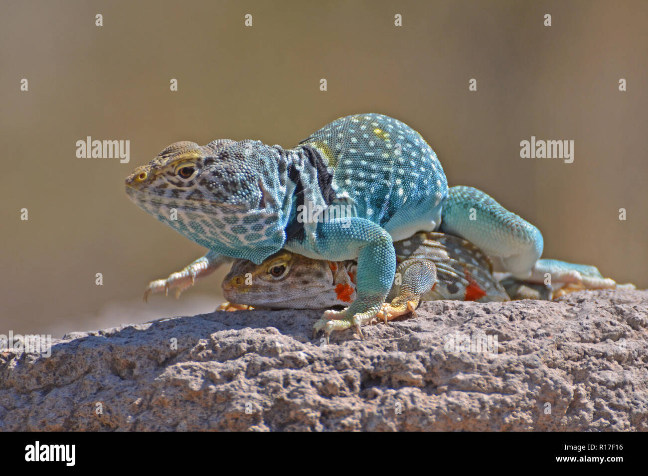 Collared Lizard, Dimorphic Male anf Female Stock Photo Alamy