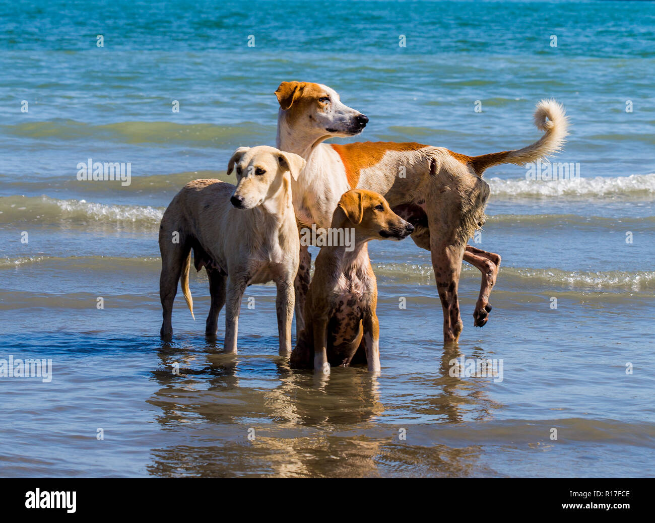 dogs in the Caspian Sea, Iran Stock Photo