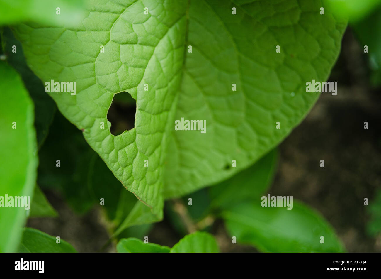 group of green leaves with marks of insect bites, bites of insects on