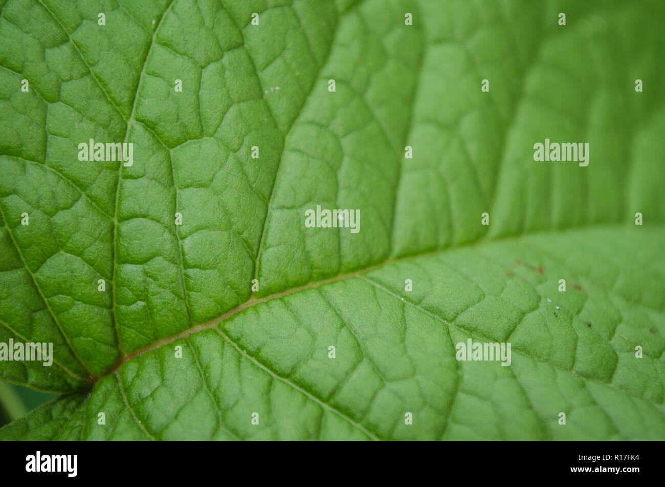 group of green leaves with marks of insect bites, bites of insects on ...