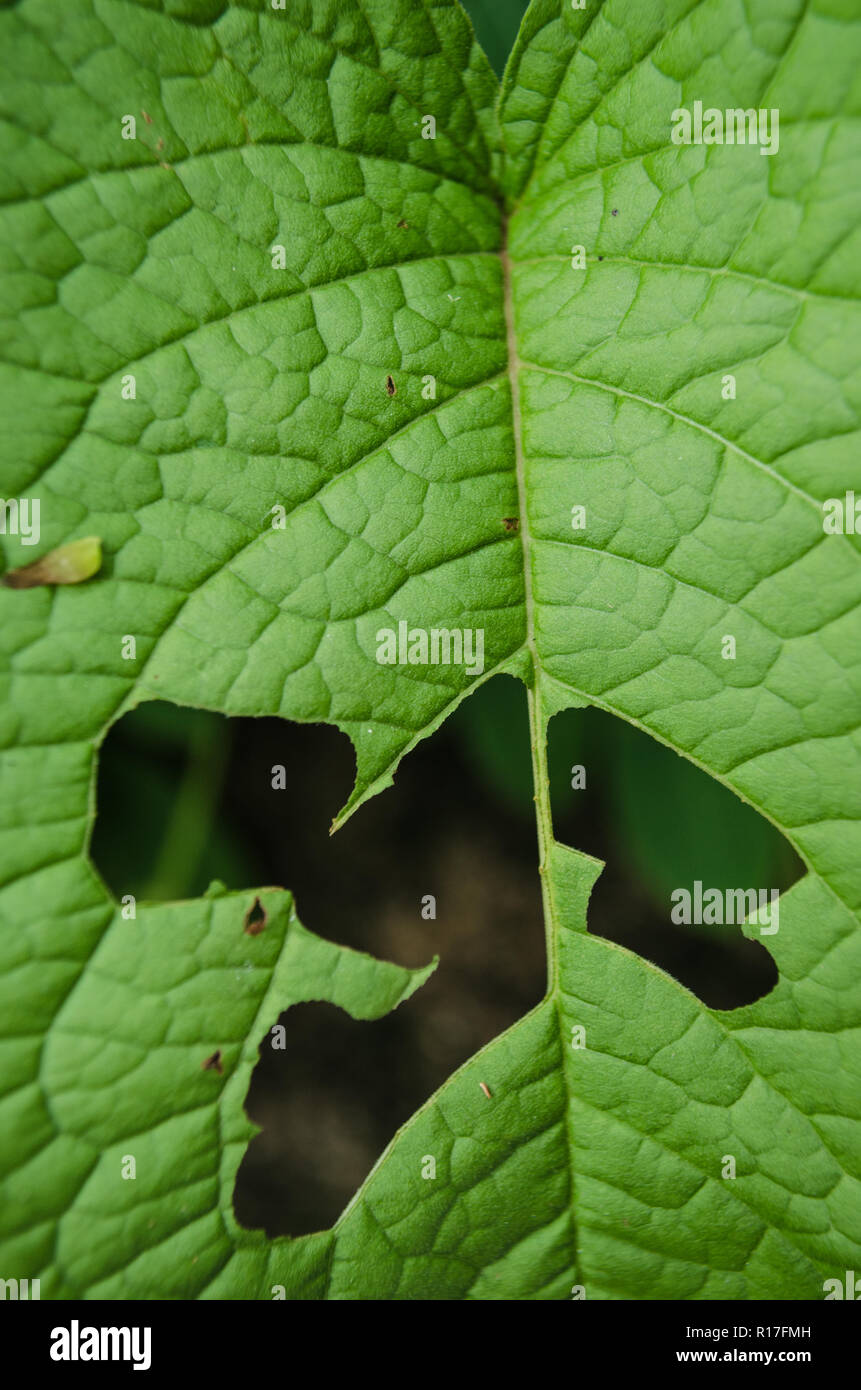 Insect Bites Stock Photos & Insect Bites Stock Images - Alamy