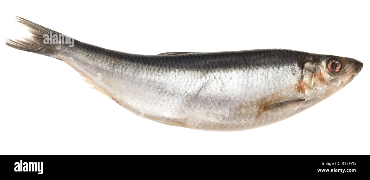 Whole herring isolated on white background Stock Photo Alamy