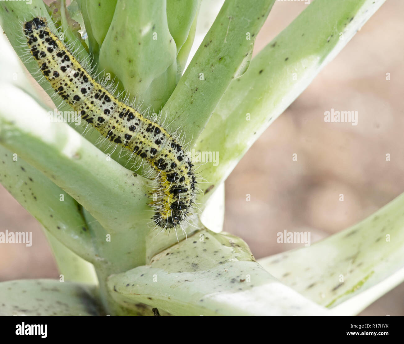 Caterpillar larva of the cabbage white butterfly Pieris brassicae, eating the leaves of a cabbage. Stock Photo